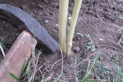 Flower bed from the vine with your own hands