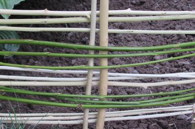 Flower bed from the vine with your own hands