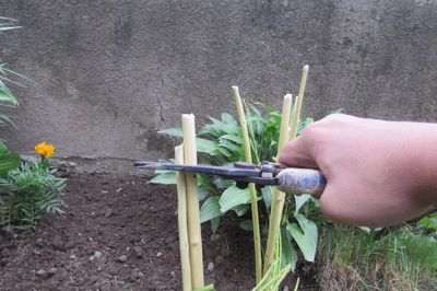 Flower bed from the vine with your own hands