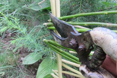 Flower bed from the vine with your own hands