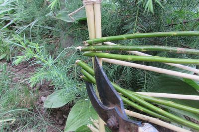 Flower bed from the vine with your own hands