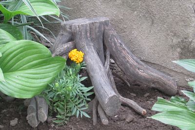 Flower bed from the vine with your own hands