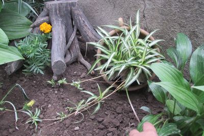 Flower bed from the vine with your own hands