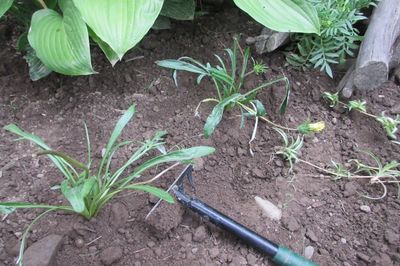 Flower bed from the vine with your own hands