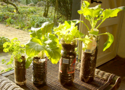 Flower bottles from plastic bottles