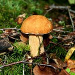 When to collect mushrooms When to collect mushrooms