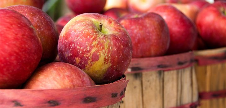 When and how to harvest apples
