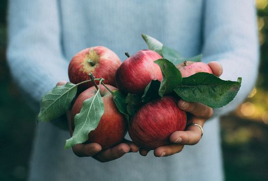 When and how to harvest apples