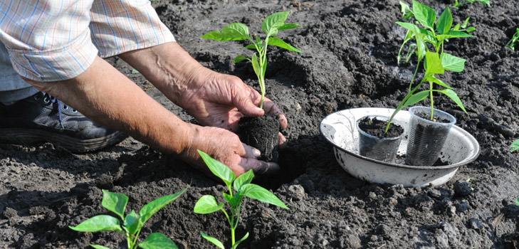 When to plant seedlings in the open ground? When to plant seedlings in the open ground?
