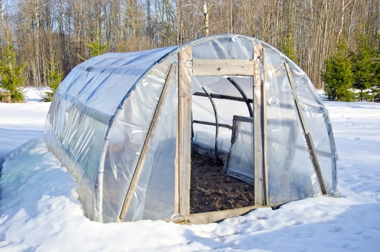When to plant seedlings in the open ground? When to plant seedlings in the open ground?