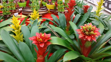 How to take care of guzmania at home How to take care of guzmania at home
