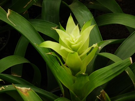Guzmania: how to care for the breeding season Guzmania: how to care for the breeding season