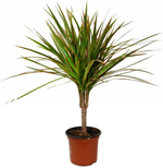 Dracaena Dracaena