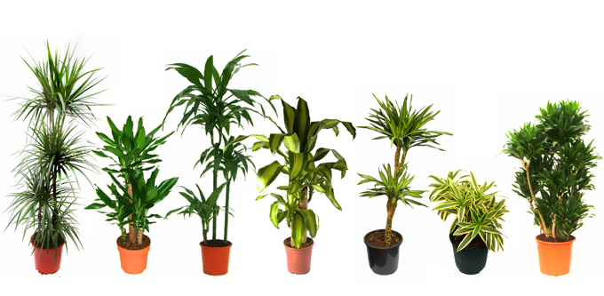 Indoor plants: dracaena