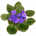 Senpolia Senpolia