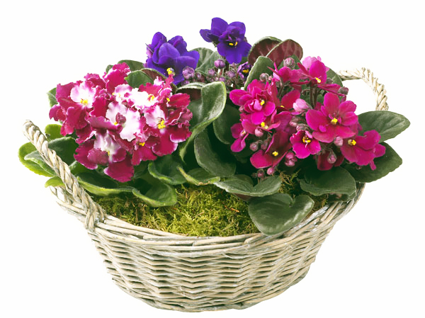 Indoor plants: violet (senpolia)