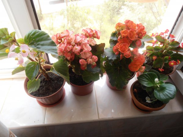 Indoor flower begonia: home care