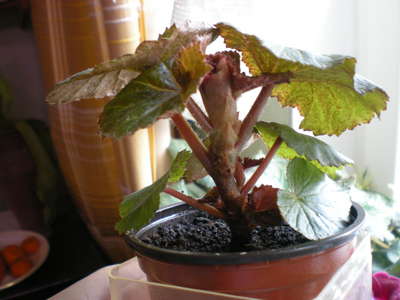 Indoor flower begonia: home care