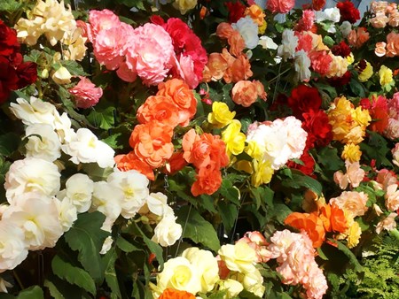 Indoor flower begonia: home care