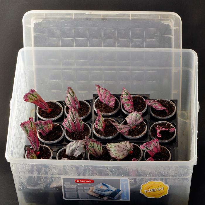 Indoor flower begonia: home care