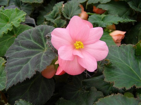 Indoor flower begonia: home care