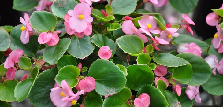Indoor flower begonia: home care