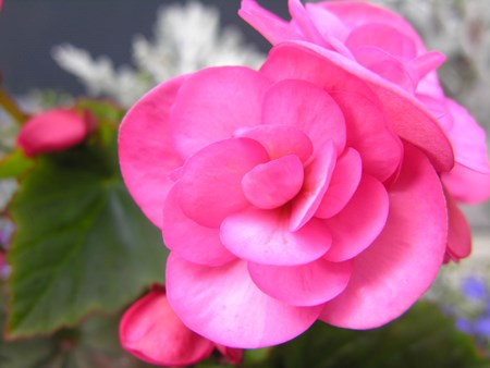 The begonia beggar comes from tropical and subtropical forests Indoor flower begonia: home care