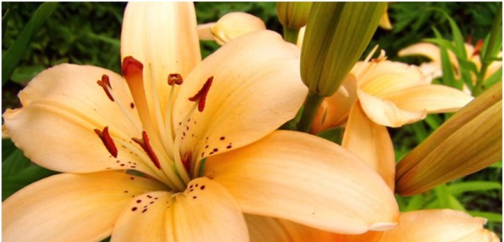 flowering lily