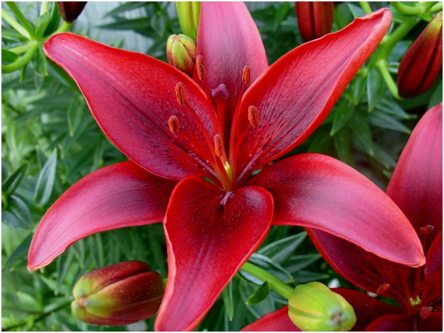 Lily flower