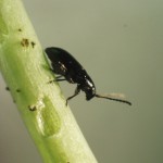 Cruciferae flea: methods of struggle Cruciferae flea: methods of struggle