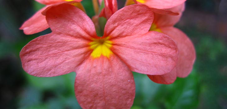 Crossandra: care and photo