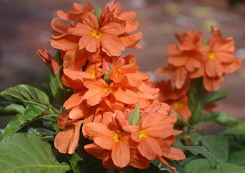 Crossandra: Species