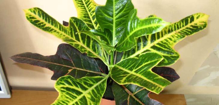 Croton: home care