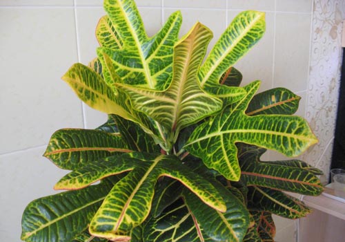 Croton: home care
