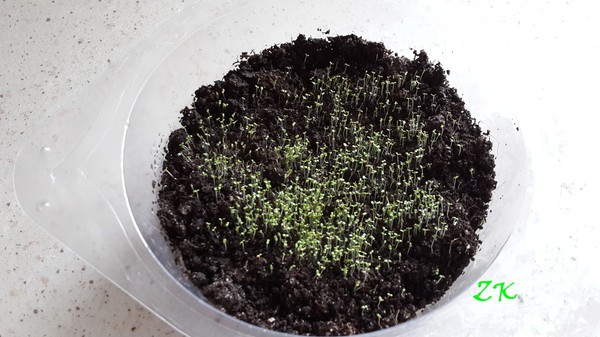 The decoration of the garden is a delightful lobelia. Landing and care with photos and videos