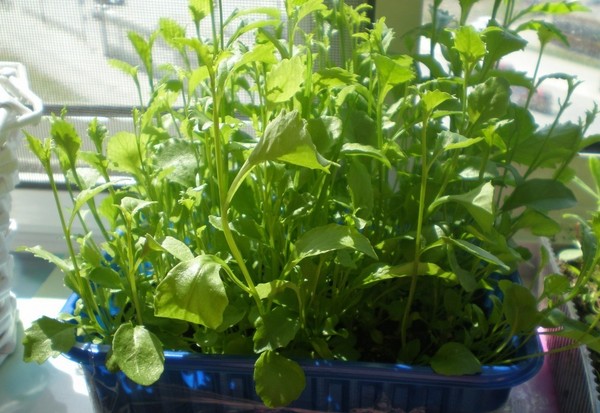 The decoration of the garden is a delightful lobelia. Landing and care with photos and videos
