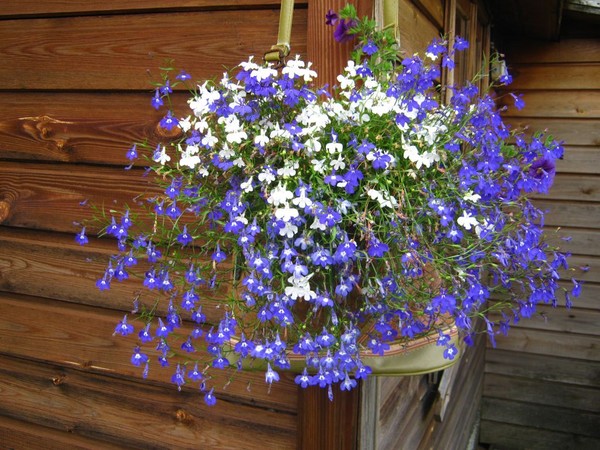 The decoration of the garden is a delightful lobelia. Landing and care with photos and videos