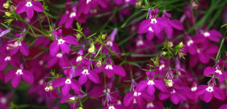 The decoration of the garden is a delightful lobelia. Landing and care with photos and videos