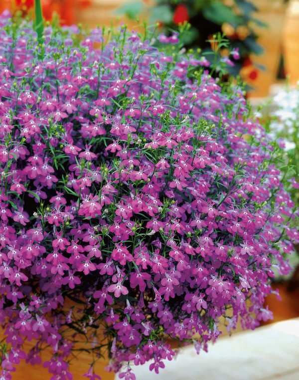 The decoration of the garden is a delightful lobelia. Landing and care with photos and videos