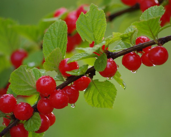 The best varieties of cherry - description with photo