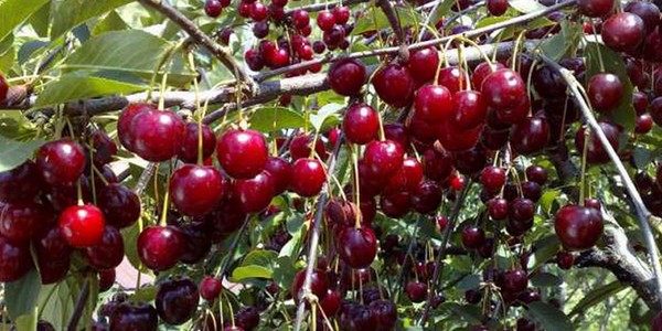 The best varieties of cherry - description with photo