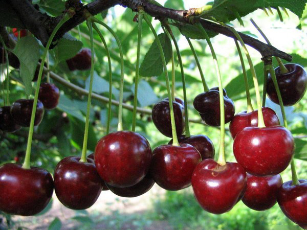 The best varieties of cherry - description with photo