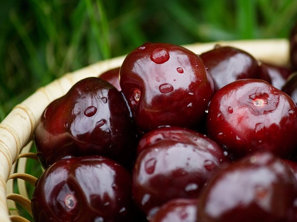 The best varieties of cherry - description with photo