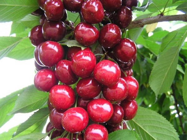 The best varieties of cherry - description with photo