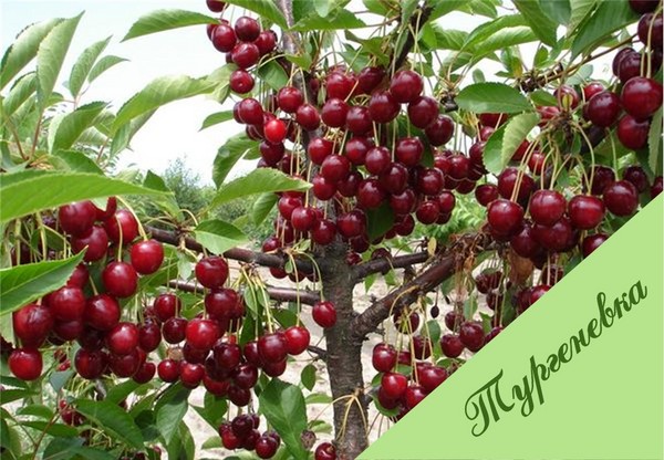 The best varieties of cherry - description with photo