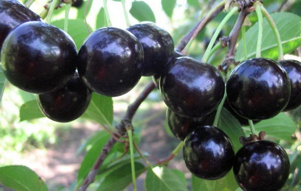 The best varieties of cherry - description with photo