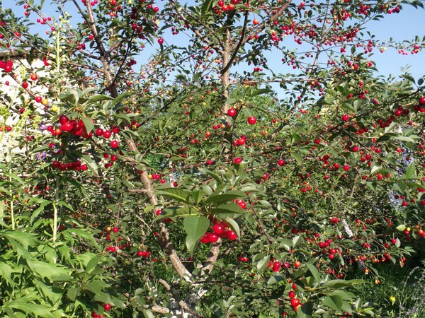 The best varieties of cherry - description with photo