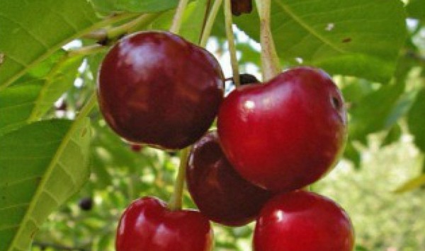 The best varieties of cherry - description with photo