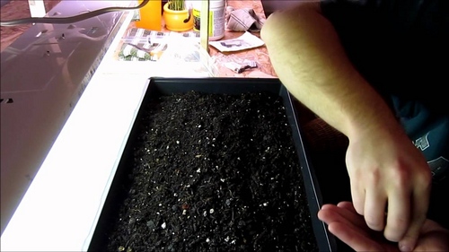 Onion seedlings