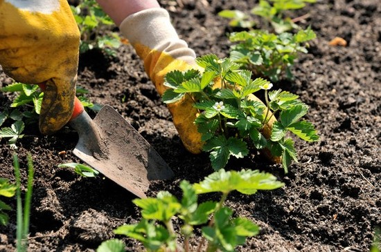 Lunar calendar of the horticultural gardener in August 2015